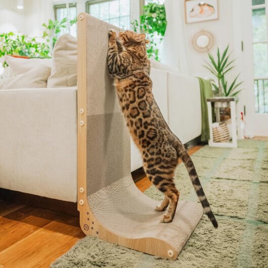 Large Oak-Colour Curved Cat Scratcher Wall Pad